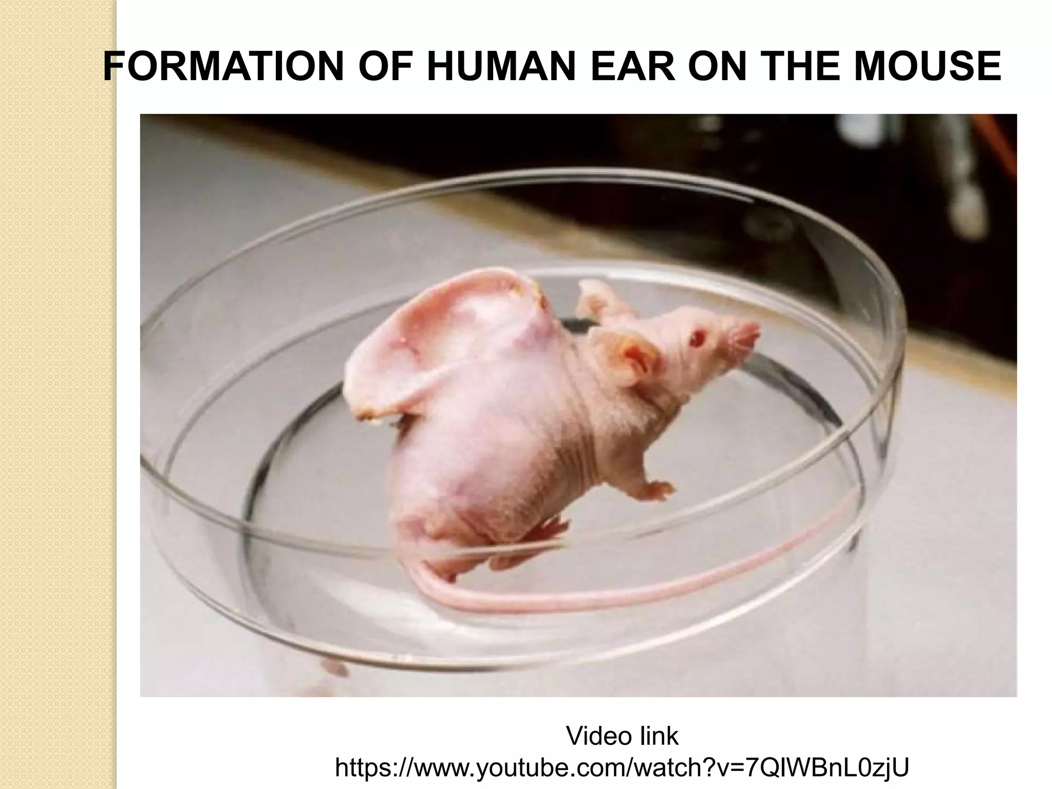 Human cloning critical thinking & problem solving skills | PPTX