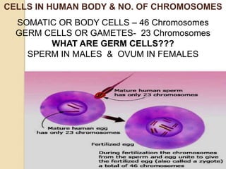 Human cloning critical thinking & problem solving skills | PPTX