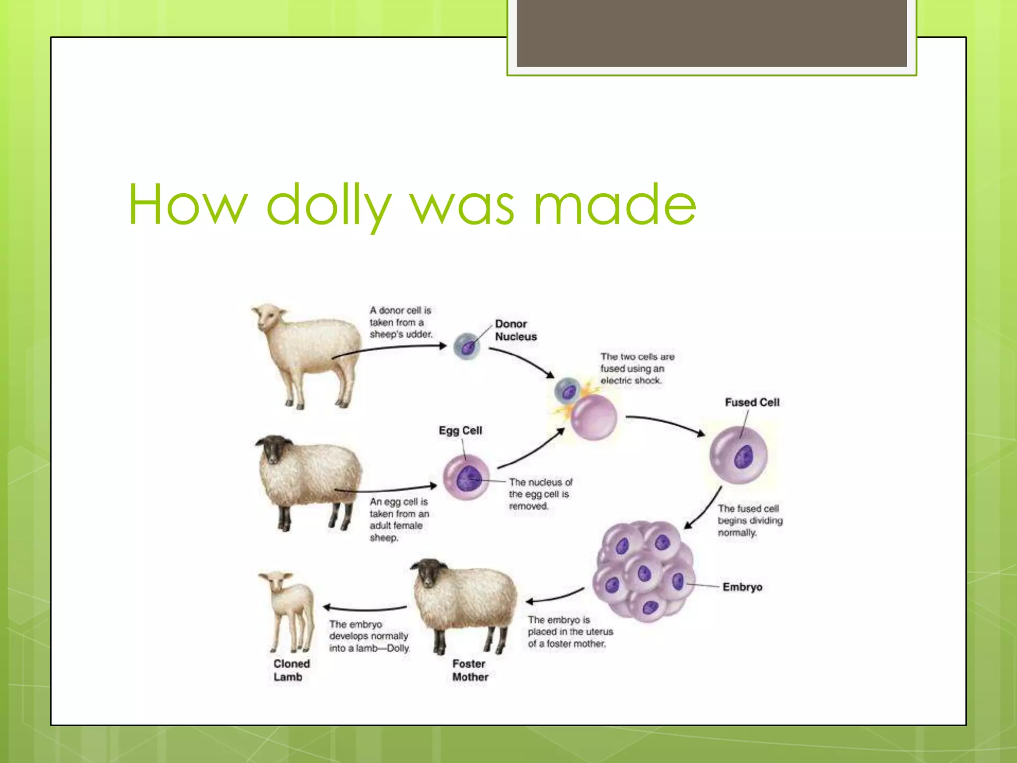 How dolly was made
