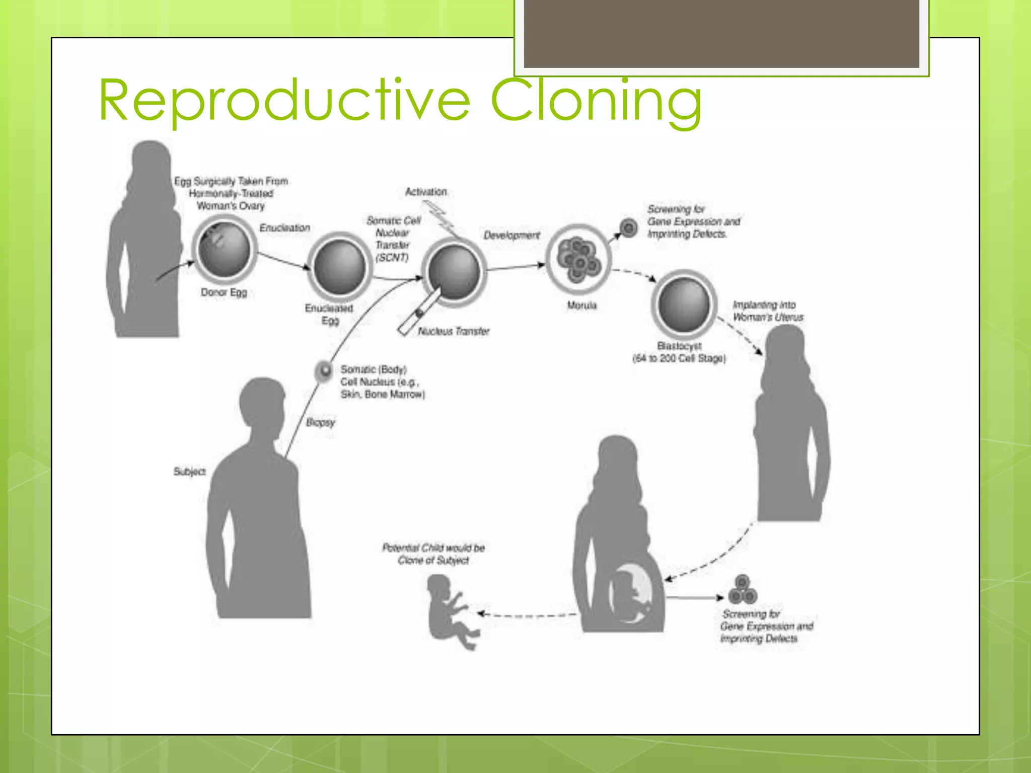 Reproductive Cloning