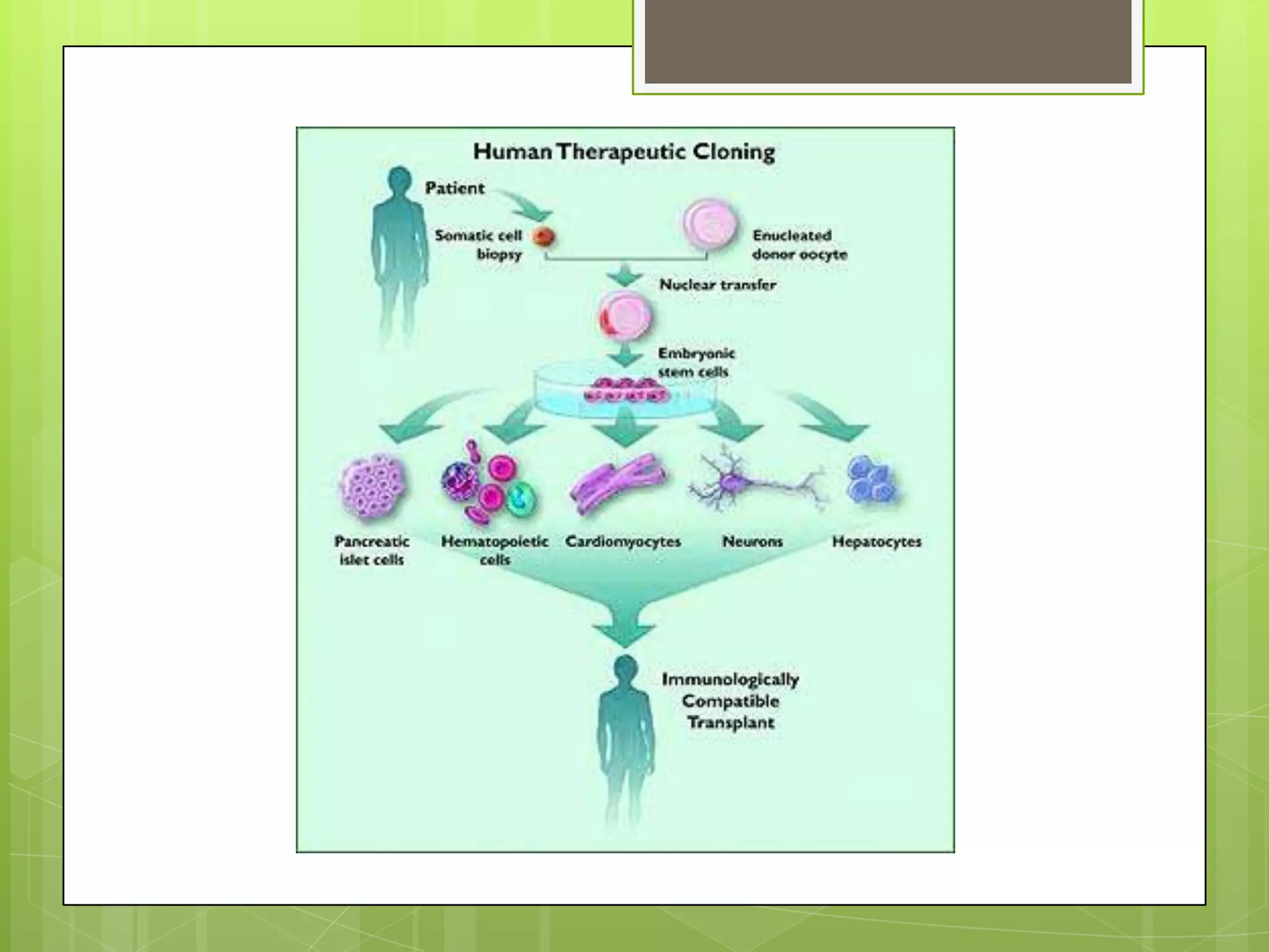 Human cloning with an emphasis on reproductive cloning