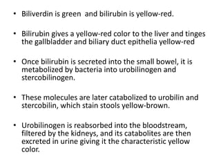 Human colors. color of normal and pathologic tissue | PPTX
