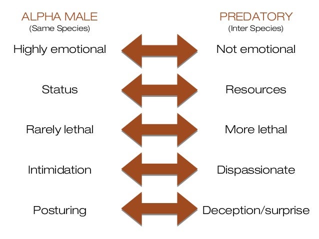 Alpha Male Behavior In Humans – How To Be An Alpha Male – JRYE