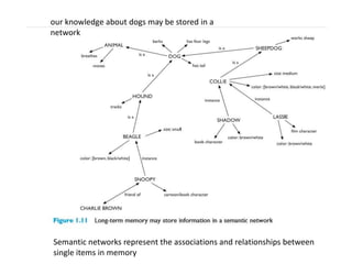 our knowledge about dogs may be stored in a
network
Semantic networks represent the associations and relationships between
single items in memory
 