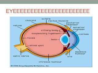 EYEEEEEEEEEEEEEEEEEEEEEE
 