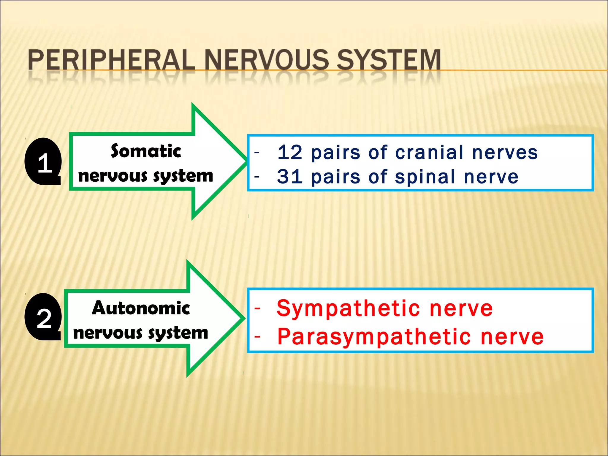 Somatic
nervous system1
Autonomic
nervous system
2
- 12 pairs of cranial nerves
- 31 pairs of spinal nerve
- Sympathetic nerve
- Parasympathetic nerve