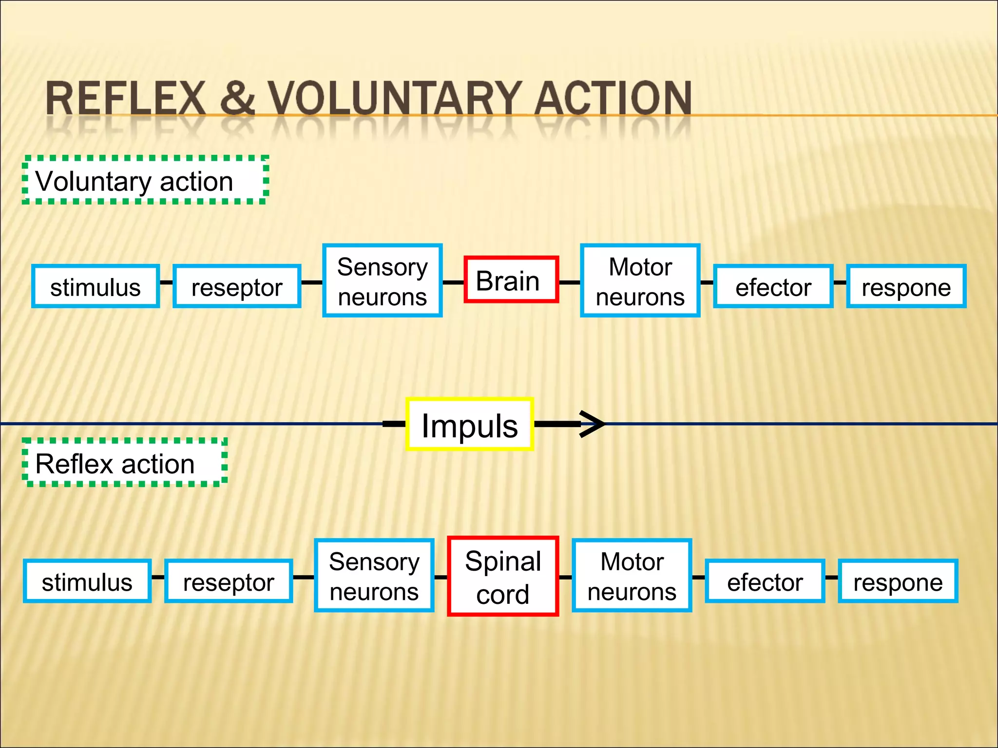 Reflex action
Voluntary action
Brain
Sensory
neurons
Motor
neuronsreseptor efectorstimulus respone
Spinal
cord
Sensory
neurons
Motor
neuronsreseptor efectorstimulus respone
Impuls