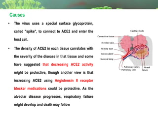 • The virus uses a special surface glycoprotein,
called "spike", to connect to ACE2 and enter the
host cell.
• The density of ACE2 in each tissue correlates with
the severity of the disease in that tissue and some
have suggested that decreasing ACE2 activity
might be protective, though another view is that
increasing ACE2 using Angiotensin II receptor
blocker medications could be protective. As the
alveolar disease progresses, respiratory failure
might develop and death may follow
Causes
 