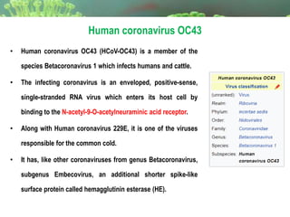 • Human coronavirus OC43 (HCoV-OC43) is a member of the
species Betacoronavirus 1 which infects humans and cattle.
• The infecting coronavirus is an enveloped, positive-sense,
single-stranded RNA virus which enters its host cell by
binding to the N-acetyl-9-O-acetylneuraminic acid receptor.
• Along with Human coronavirus 229E, it is one of the viruses
responsible for the common cold.
• It has, like other coronaviruses from genus Betacoronavirus,
subgenus Embecovirus, an additional shorter spike-like
surface protein called hemagglutinin esterase (HE).
Human coronavirus OC43
 