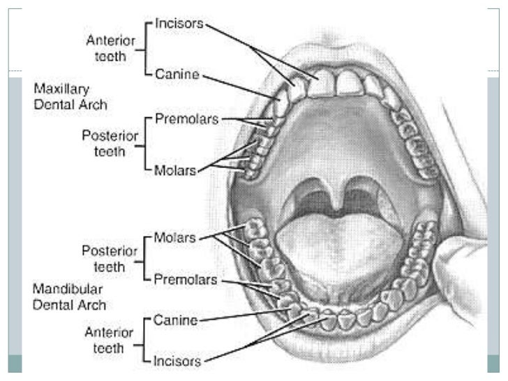 dentition
