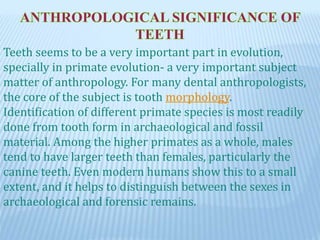 Teeth seems to be a very important part in evolution,
specially in primate evolution- a very important subject
matter of anthropology. For many dental anthropologists,
the core of the subject is tooth morphology.
Identification of different primate species is most readily
done from tooth form in archaeological and fossil
material. Among the higher primates as a whole, males
tend to have larger teeth than females, particularly the
canine teeth. Even modern humans show this to a small
extent, and it helps to distinguish between the sexes in
archaeological and forensic remains.
 