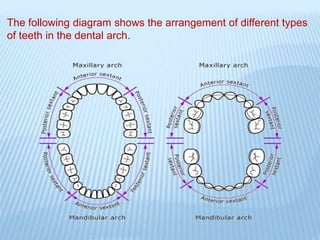 The following diagram shows the arrangement of different types
of teeth in the dental arch.
 