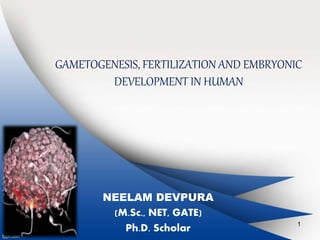 GAMETOGENESIS, FERTILIZATION AND EMBRYONIC 
DEVELOPMENT IN HUMAN 
NEELAM DEVPURA 
(M.Sc., NET, GATE) 
Ph.D. Scholar 1 
 