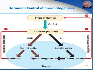 Hormonal Control of Spermatogenesis 
10 
 
