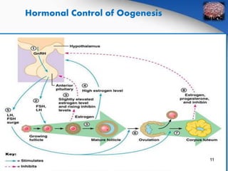 Hormonal Control of Oogenesis 
11 
 