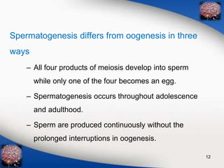 Spermatogenesis differs from oogenesis in three 
ways 
– All four products of meiosis develop into sperm 
while only one of the four becomes an egg. 
– Spermatogenesis occurs throughout adolescence 
and adulthood. 
– Sperm are produced continuously without the 
prolonged interruptions in oogenesis. 
12 
 