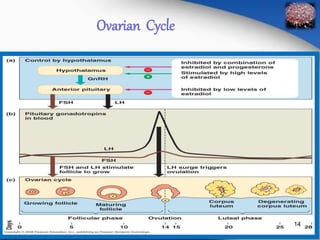 Ovarian Cycle 
14 
 