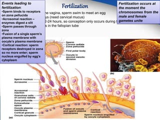Fertilization 
 After ejaculation into the vagina, sperm swim to meet an egg 
 Sperm live 5-7 days (need cervical mucus) 
 Eggs live about 12-24 hours, so conception only occurs during this short window 
 Fertilization occurs in the fallopian tube 
17 
Events leading to 
fertilization: 
•Sperm binds to receptors 
on zona pellucida 
•Acrosomal reaction – 
enzymes digest a slit 
•Sperm passes through 
zona 
•Fusion of a single sperm’s 
plasma membrane with 
oocyte’s plasma membrane 
•Cortical reaction: sperm 
receptors destroyed in zona 
so no more enter; sperm 
nucleus engulfed by egg’s 
cytoplasm 
Fertilization occurs at 
the moment the 
chromosomes from the 
male and female 
gametes unite 
 