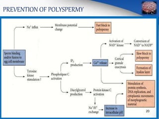 PREVENTION OF POLYSPERMY 
20 
 