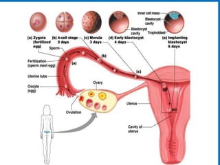Initial days 
• Cleavage (cell division) 
• Blastocyst stage by day 4: now in uterus 
21 
 