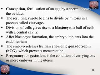  Conception, fertilization of an egg by a sperm, occurs in 
the oviduct. 
 The resulting zygote begins to divide by mitosis in a 
process called cleavage. 
 Division of cells gives rise to a blastocyst, a ball of cells 
with a central cavity. 
 After blastocyst formation, the embryo implants into the 
endometrium 
 The embryo releases human chorionic gonadotropin 
(hCG), which prevents menstruation 
 Pregnancy, or gestation, is the condition of carrying one 
or more embryos in the uterus 
22 
 