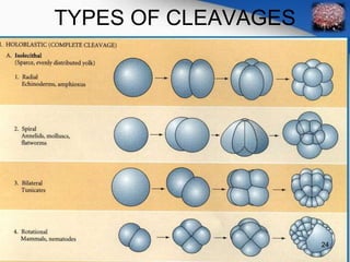 TYPES OF CLEAVAGES 
24 
 