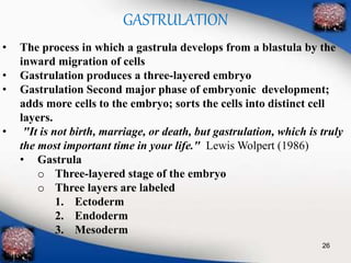 GASTRULATION 
• The process in which a gastrula develops from a blastula by the 
inward migration of cells 
• Gastrulation produces a three-layered embryo 
• Gastrulation Second major phase of embryonic development; 
adds more cells to the embryo; sorts the cells into distinct cell 
layers. 
• "It is not birth, marriage, or death, but gastrulation, which is truly 
the most important time in your life." Lewis Wolpert (1986) 
• Gastrula 
o Three-layered stage of the embryo 
o Three layers are labeled 
1. Ectoderm 
2. Endoderm 
3. Mesoderm 
26 
 