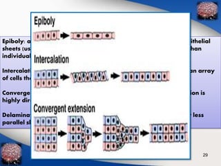 Epiboly: a sheet of cells spreads by thinning. The movement of epithelial 
sheets (usually of ectodermal cells) that spread as a unit, rather than 
individually, to enclose the deeper layers of the embryo. 
Intercalation: rows of cells move between one another, creating an array 
of cells that is longer (in one or more dimensions) but thinner. 
Convergent Extension: rows of cells intercalate, but the intercalation is 
highly directional. 
Delamination. The splitting of one cellular sheet into two more or less 
parallel sheets 
29 
 