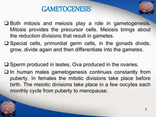 GAMETOGENESIS 
 Both mitosis and meiosis play a role in gametogenesis. 
Mitosis provides the precursor cells. Meiosis brings about 
the reduction divisions that result in gametes. 
 Special cells, primordial germ cells, in the gonads divide, 
grow, divide again and then differentiate into the gametes. 
 Sperm produced in testes, Ova produced in the ovaries. 
 In human males gametogenesis continues constantly from 
puberty. In females the mitotic divisions take place before 
birth. The meiotic divisions take place in a few oocytes each 
monthly cycle from puberty to menopause. 
3 
 