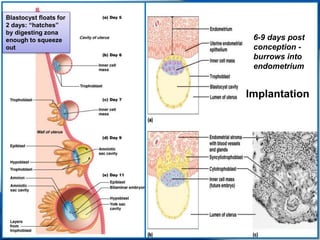 Implantation 
32 
Blastocyst floats for 
2 days: “hatches” 
by digesting zona 
enough to squeeze 
out 
6-9 days post 
conception - 
burrows into 
endometrium 
 