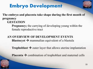 Embryo Development 
The embryo and placenta take shape during the first month of 
pregnancy 
GESTATION 
Pregnancy; the carrying of developing young within the 
female reproductive tract 
AN OVERVIEW OF DEVELOPMENT EVENTS 
Blastocyst  mammalian equivalent of a blastula 
Trophoblast  outer layer that allows uterine implantation 
Placenta  combination of trophoblast and maternal cells 
33 
 