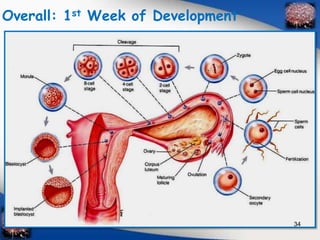 Overall: 1st Week of Development 
34 
 