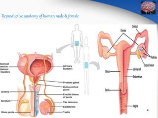 Reproductive anatomy of human male & female 
4 
 