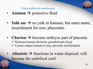 Extra embryonic membranes 
• Amnion  protective fluid 
• Yolk sac  no yolk in humans, but same name; 
nourishment for non- placentals. 
• Chorion  become embryos part of placenta 
 Releases human chorionic gonadotropin (hcg) 
 Causes corpus luteum to stay; prevents menstruation 
• Allantois  functions in waste disposal; will 
become the umbilical cord 
52 
