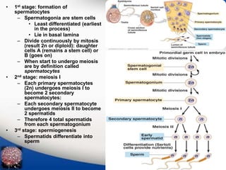 • 1st stage: formation of 
spermatocytes 
– Spermatogonia are stem cells 
• Least differentiated (earliest 
in the process) 
• Lie in basal lamina 
– Divide continuously by mitosis 
(result 2n or diploid): daughter 
cells A (remains a stem cell) or 
B (goes on) 
– When start to undergo meiosis 
are by definition called 
spermatocytes 
• 2nd stage: meiosis I 
– Each primary spermatocytes 
(2n) undergoes meiosis I to 
become 2 secondary 
spermatocytes: 
– Each secondary spermatocyte 
undergoes meiosis II to become 
2 spermatids 
– Therefore 4 total spermatids 
from each spermatogonium 
• 3rd stage: spermiogenesis 
– Spermatids differentiate into 
sperm 
6 
 