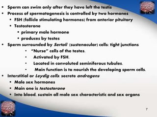  Sperm can swim only after they have left the testis 
 Process of spermatogenesis is controlled by two hormones 
 FSH (follicle stimulating hormones) from anterior pituitary 
 Testosterone 
 primary male hormone 
 produces by testes 
 Sperm surrounded by Sertoli (sustenacular) cells: tight junctions 
• “Nurse” cells of the testes. 
• Activated by FSH. 
• Located in convoluted seminiferous tubules. 
• Main function is to nourish the developing sperm cells. 
 Interstitial or Leydig cells: secrete androgens 
 Male sex hormones 
 Main one is testosterone 
 Into blood, sustain all male sex characteristic and sex organs 
7 
 