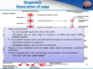 Oogenesis 
Generation of eggs 
• Starts in fetal period 
– No more oocytes made after about 7th month 
– Developed only to early stage of meiosis I by birth and stops (called 
primary oocyte) 
• 6-12 primordial oocytes each cycle selected to develop for ovulation (most die) 
– Only then is meiosis I completed 
– Secondary oocyte is then arrested in meiosis II 
• Meiosis II not completed (now an ovum) unless sperm penetrates its plasma 
membrane 
• Of the 4 daughter cells, only one becomes ovum (needs a lot of cytoplasm) 
– The other 3 become “polar bodies” 
9 
 