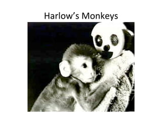 Harlow’s	
  Monkeys	
  
Important	
  for	
  development	
  of	
  a`achment	
  
Infant	
  monkeys	
  a`ached	
  to	
  terrycloth	
  mums	
  
over	
  mother	
  that	
  produced	
  food	
  
 
