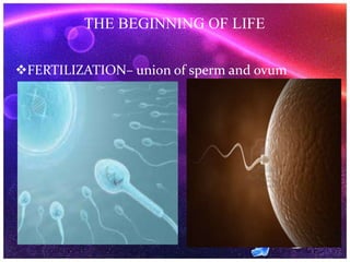 FERTILIZATION– union of sperm and ovum
THE BEGINNING OF LIFE
 