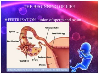 FERTILIZATION– union of sperm and ovum
THE BEGINNING OF LIFE
 