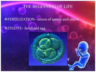 FERTILIZATION– union of sperm and ovum
ZYGOTE– fertilized egg.
THE BEGINNING OF LIFE
 