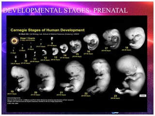 DEVELOPMENTAL STAGES- PRENATAL
 