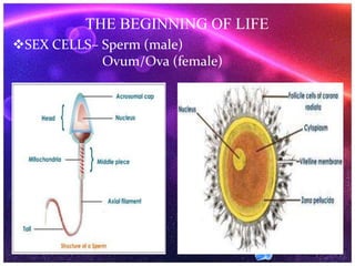 THE BEGINNING OF LIFE
SEX CELLS– Sperm (male)
Ovum/Ova (female)
 