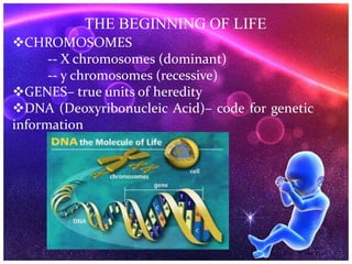 THE BEGINNING OF LIFE
CHROMOSOMES
-- X chromosomes (dominant)
-- y chromosomes (recessive)
GENES– true units of heredity
DNA (Deoxyribonucleic Acid)– code for genetic
information
 
