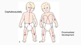Cephalocaudally
Proximodistal
Development
 