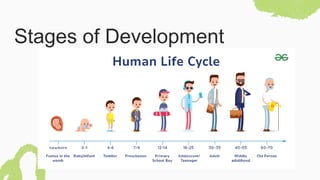 Stages of Development
 