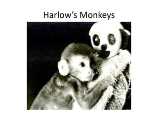 Harlow’s Monkeys
Important for development of attachment
Infant monkeys attached to terrycloth mums
over mother that produced food
 