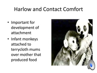 Harlow and Contact Comfort
• Important for
development of
attachment
• Infant monkeys
attached to
terrycloth mums
over mother that
produced food
 