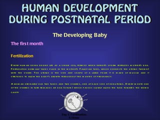 The Developing Baby
The firs t month

Fertilization

E ve ry h u m an b e ing b e gins life as a s ingle ce ll, form e d wh e n fath e r's s p e rm fe rtilize s m oth e r's e gg.
F e rtilization norm ally take s p lace in th e m oth e r's F allop ian tu b e , wh ich conne cts th e u te ru s (wom b )
with th e ovary. Th e u te ru s is th e s ize and s h ap e of a large p e ar: it is m ad e of m u s cle and it
s tre tch e s to allow th e b ab y's growth th rou gh ou t th e m onth s of p re gnancy.

A wom an ord inarily h as two tu b e s and two ovarie s , one at e ach s id e of h e r u te ru s . E ve ry m onth one
of th e ovarie s in tu rn re le as e s an e gg (ovu m ) wh ich p as s e s s lowly along th e tu b e toward s th e wom b
cavity
 