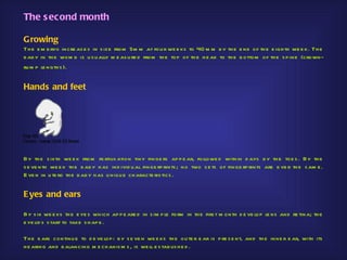 The s econd month

Growing
Th e e m b ryo in cre as e s in s ize from 5m m at fou r we e ks to 4O m m b y th e e nd of th e e igh th we e k. Th e
b ab y in th e wom b is u s u ally m e as u re d from th e top of th e h e ad to th e b ottom of th e s p ine (crown-
ru m p le ngth s ).


Hands and feet




By th e s ixth we e k from fe rtilis ation tiny finge rs ap p e ar, followe d with in d ays b y th e toe s . By th e
s e ve nth we e k th e b ab y h as ind ivid u al finge rp rints ; no two s e ts of finge rp rints are e ve r th e s am e .
E ve n in u te ro th e b ab y h as u niqu e ch aracte ris tics .


E yes and ears

By s ix we e ks th e e ye s wh ich ap p e are d in s im p le form in th e firs t m onth d e ve lop le ns and re tina; th e
e ye lid s s tart to take s h ap e .

Th e e ars continu e to d e ve lop : b y s e ve n we e ks th e ou te r e ar is p re s e nt, and th e inne r e ar, with its
h e aring and b alancing m e ch anis m s , is we ll e s tab lis h e d .
 